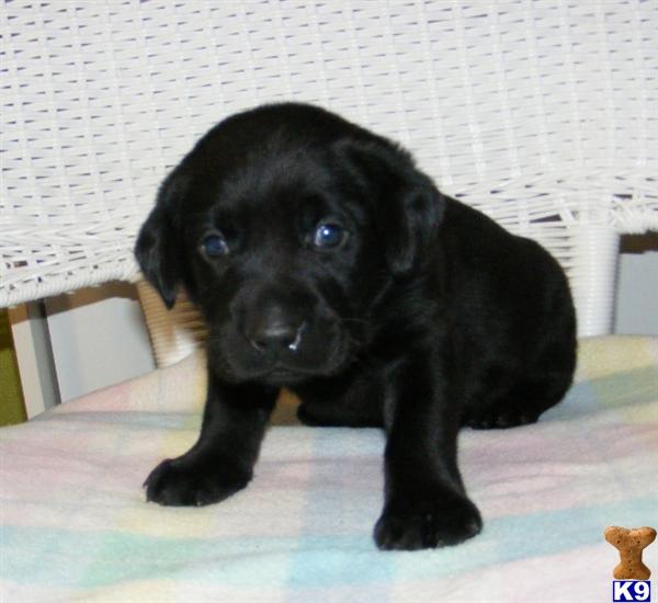Labrador Retriever Puppies